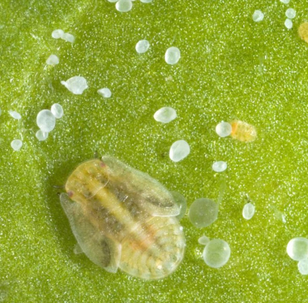 tomato potato psyllid