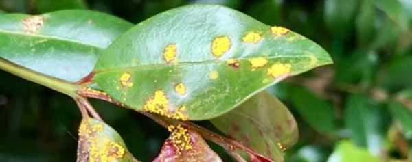 myrtle rust on leaf large