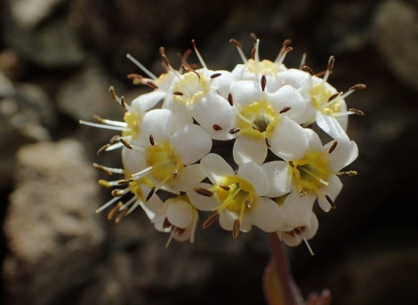 myostotis monroi - Duncan Cunningham